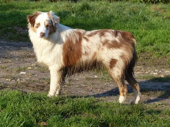 Promised I Never Forget Des Paturages Normands