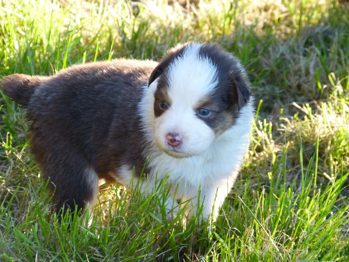 Des Paturages Normands - Chiots disponibles - Berger Australien