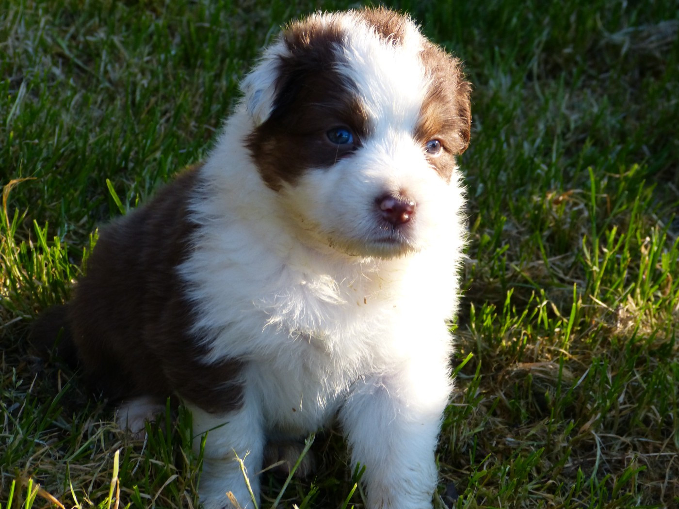 Des Paturages Normands - Chiots disponibles - Berger Australien