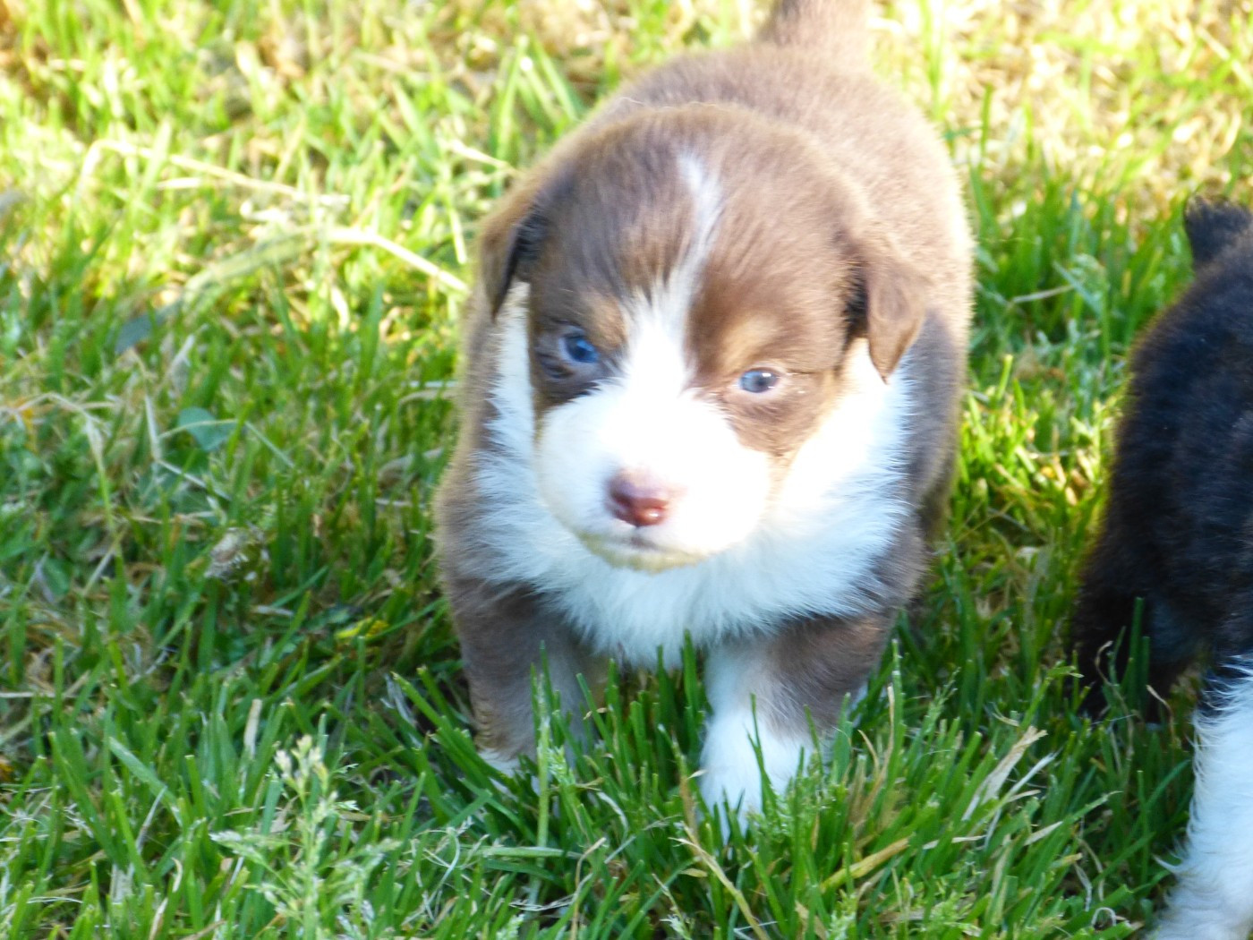 Des Paturages Normands - Chiots disponibles - Berger Australien
