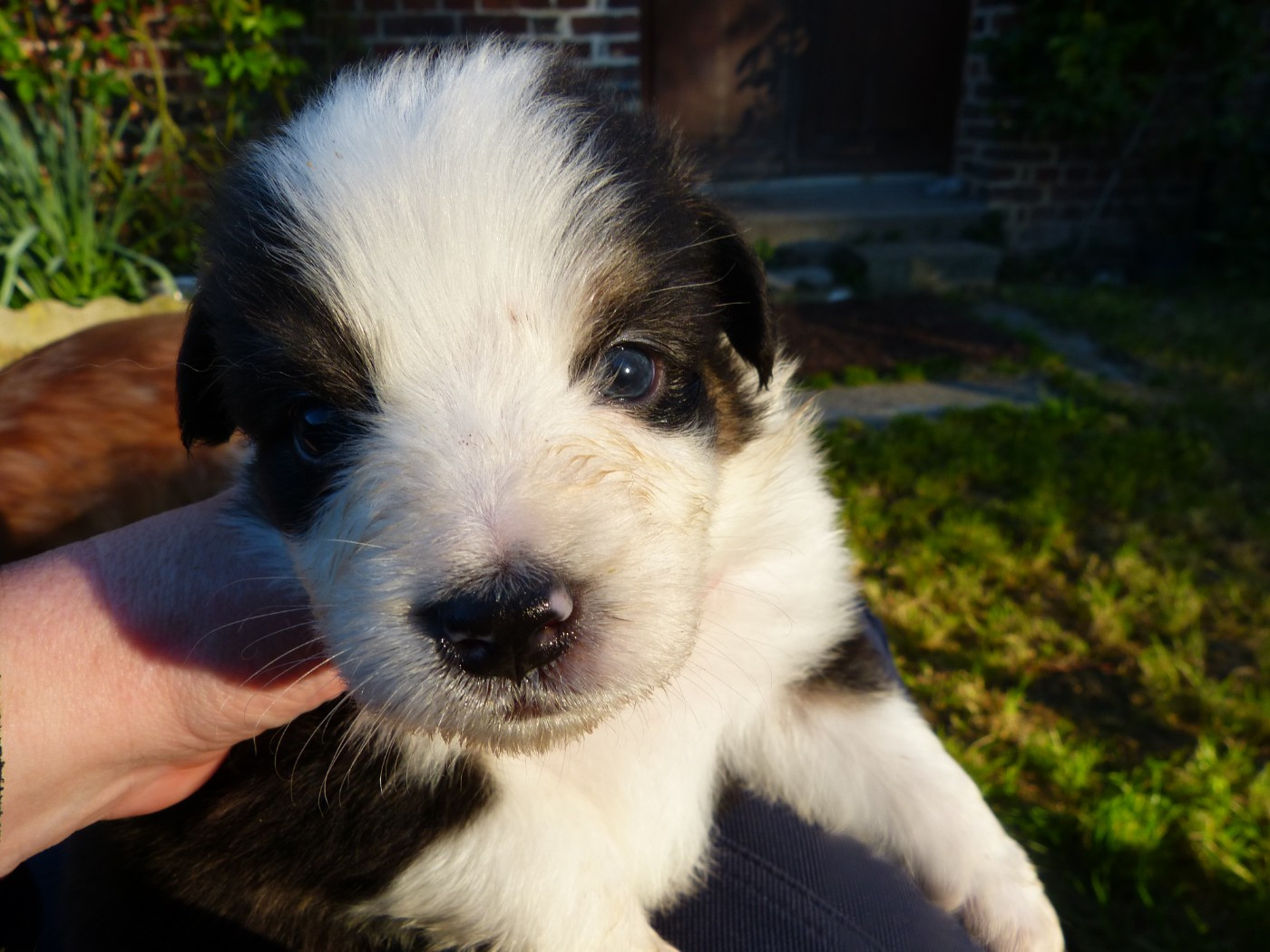 Des Paturages Normands - Chiots disponibles - Berger Australien
