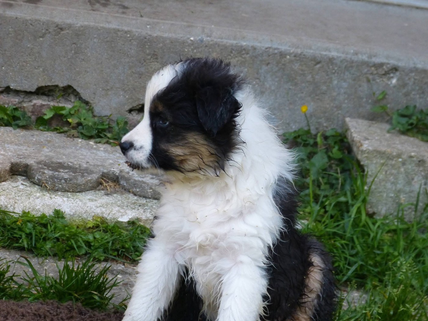 Des Paturages Normands - Chiots disponibles - Berger Australien